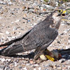 Hobro 10 : falconry